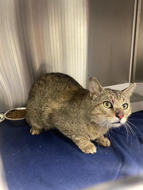 Shelter Stray Male Cat last seen Near , Indianapolis, IN 46221