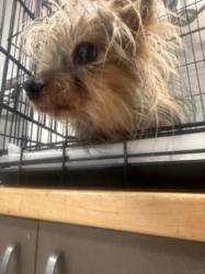Shelter Stray Male Dog last seen , Los Angeles, CA 91405