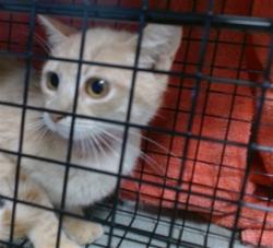 Shelter Stray Male Cat last seen Near BLOCK NE 49TH STREET, Oklahoma City, OK 73129
