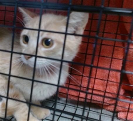 Shelter Stray Male Cat last seen Near BLOCK NE 49TH STREET, Oklahoma City, OK 73129