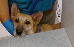 Shelter Stray Female Dog last seen Near BLOCK SW 25TH FOUND UNDER A TRAILER, Oklahoma City, OK 73129