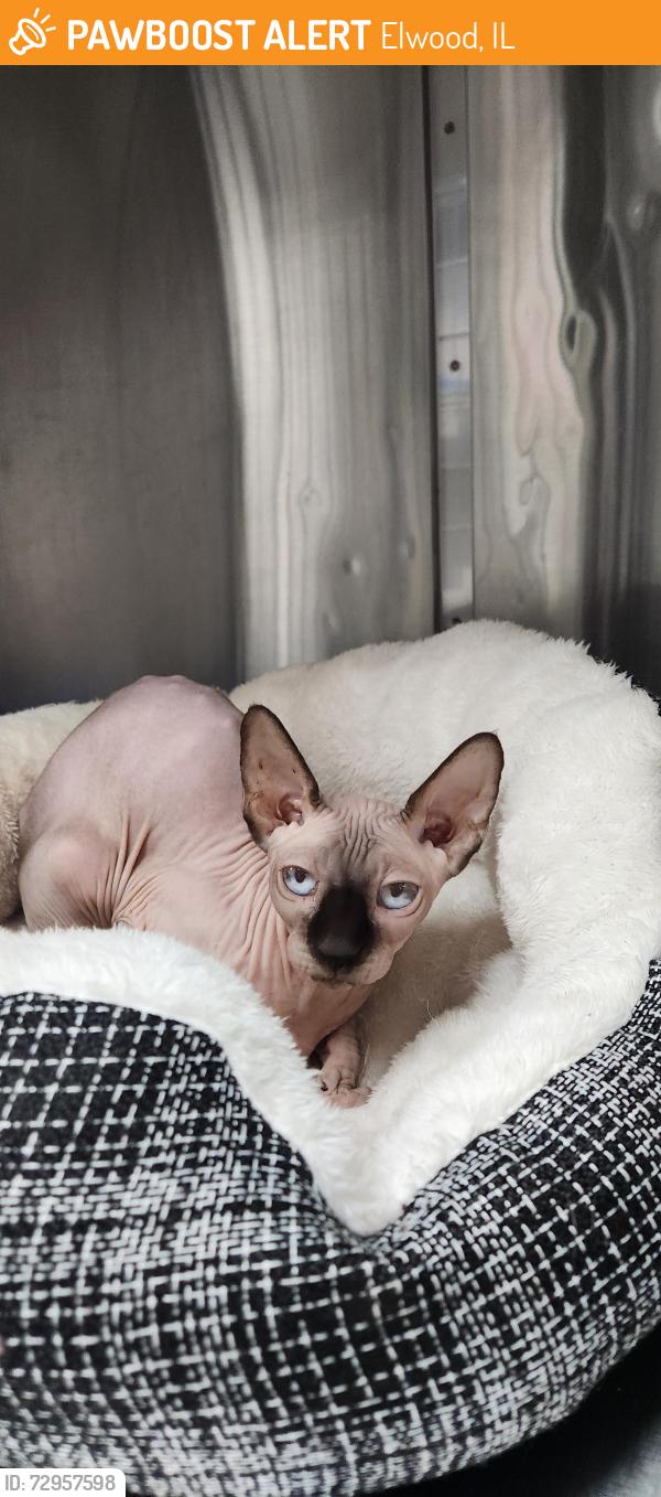 Found/Stray Female Cat last seen Route 53, Elwood, IL 60421