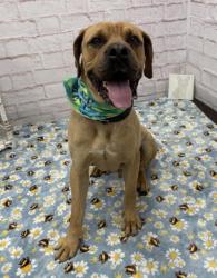 Shelter Stray Male Dog last seen Near BLOCK N LA SALLE GARDENS, DETROIT, MI 48206, Detroit, MI 48211