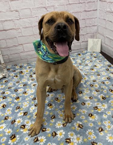 Shelter Stray Male Dog last seen Near BLOCK N LA SALLE GARDENS, DETROIT, MI 48206, Detroit, MI 48211