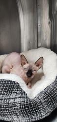 Found/Stray Female Cat last seen Route 53, Elwood, IL 60421