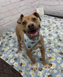 Shelter Stray Male Dog last seen Near BLOCK SOUTHFIELD DETROIT MI,48227, Detroit, MI 48211