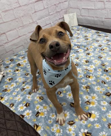 Shelter Stray Male Dog last seen Near BLOCK SOUTHFIELD DETROIT MI,48227, Detroit, MI 48211