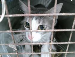 Shelter Stray Unknown Cat last seen , Oklahoma City, OK 73129