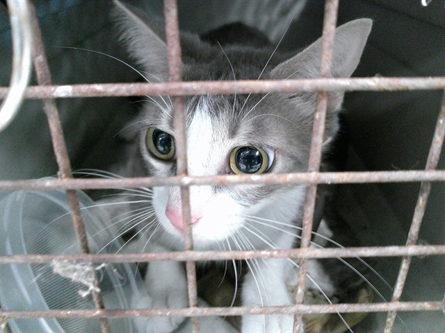 Shelter Stray Unknown Cat last seen , Oklahoma City, OK 73129