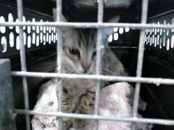 Shelter Stray Female Cat last seen , Oklahoma City, OK 73129
