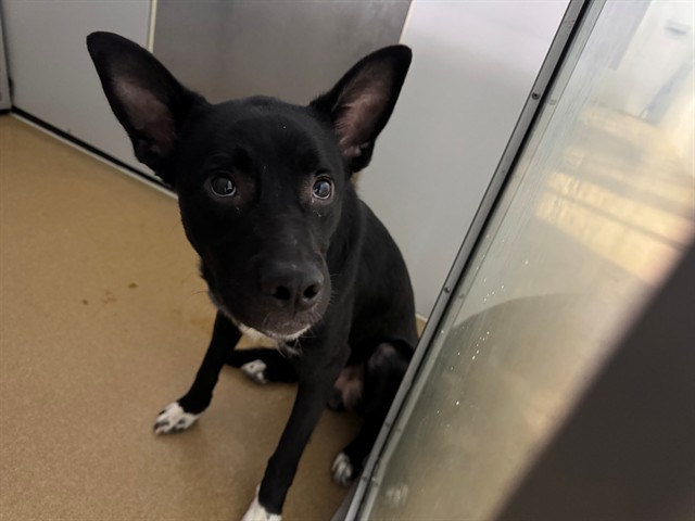 Shelter Stray Male Dog last seen ST PETERS, St. Peters, MO 63376