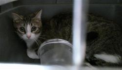 Shelter Stray Unknown Cat last seen , Oklahoma City, OK 73129