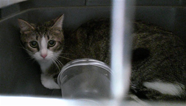 Shelter Stray Unknown Cat last seen , Oklahoma City, OK 73129