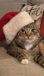 Lost Female Cat last seen Near East 7600 South, Midvale, UT 84047