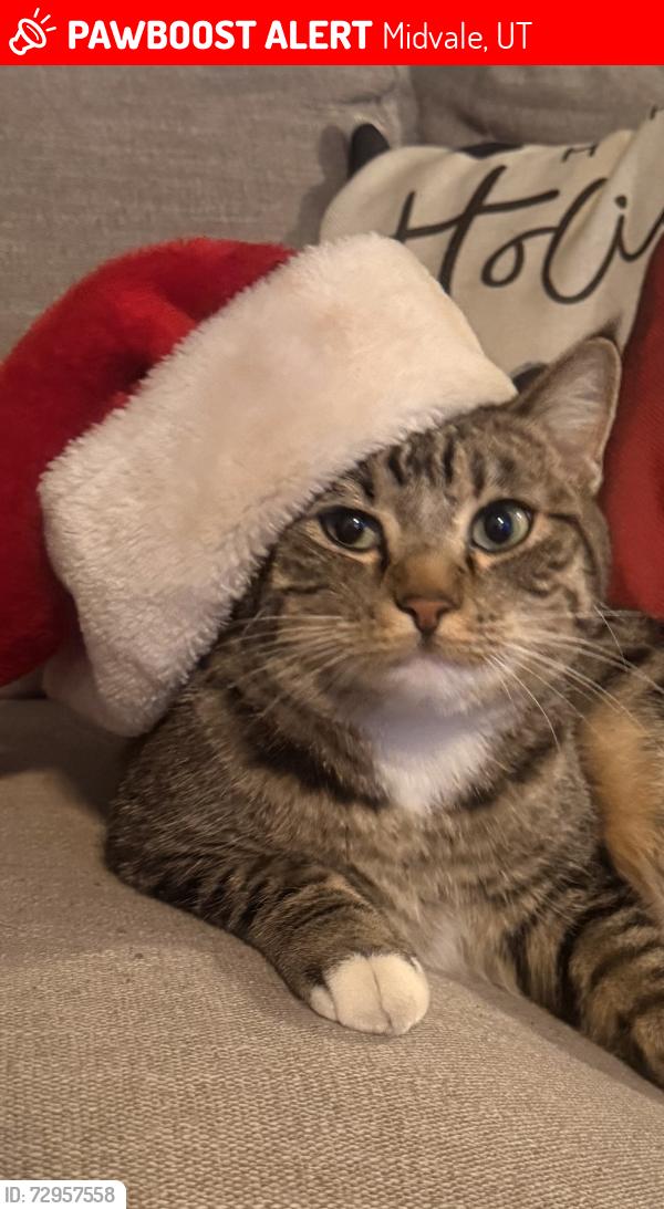 Lost Female Cat last seen Near East 7600 South, Midvale, UT 84047