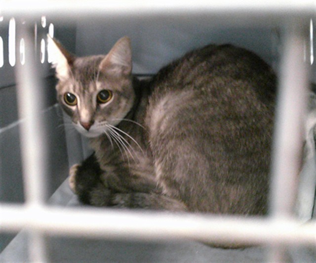 Shelter Stray Unknown Cat last seen , Oklahoma City, OK 73129