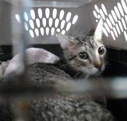 Shelter Stray Unknown Cat last seen , Oklahoma City, OK 73129