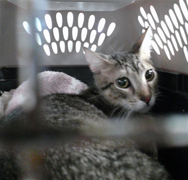 Shelter Stray Unknown Cat last seen , Oklahoma City, OK 73129