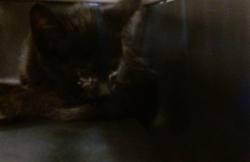 Shelter Stray Unknown Cat last seen , Oklahoma City, OK 73129