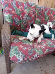 Lost Female Dog last seen Near nelson st apta, Bakersfield, CA 93305