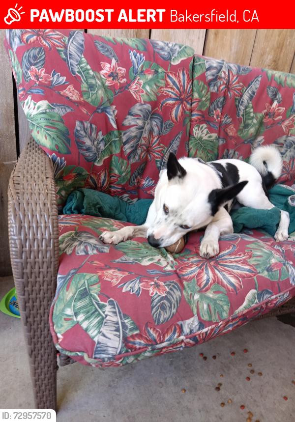 Lost Female Dog last seen Near nelson st apta, Bakersfield, CA 93305
