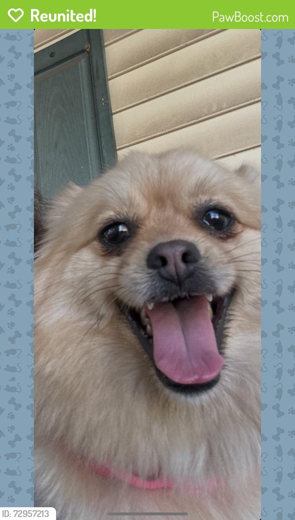 Reunited Female Dog last seen Bradshaw Street, High Point, NC 27262