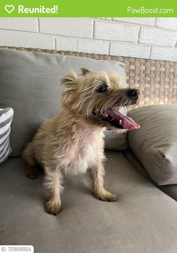 Reunited Male Dog last seen NE 31st Terr.  Near tennis center., Ocala, FL 34471