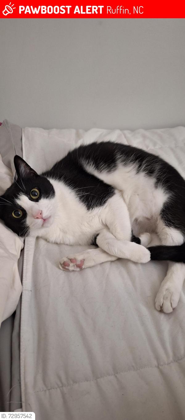 Lost Male Cat last seen Perkinson Rd. , Ruffin, NC 27326