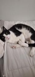 Lost Male Cat last seen Perkinson Rd. , Ruffin, NC 27326