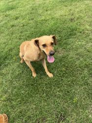 Reunited Male Dog last seen Near NW Brickhaven St, Bentonville, AR 72713, USA, Bentonville, AR 72713