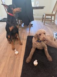 Lost Female Dog last seen Riverrock, Murfreesboro, TN 37128