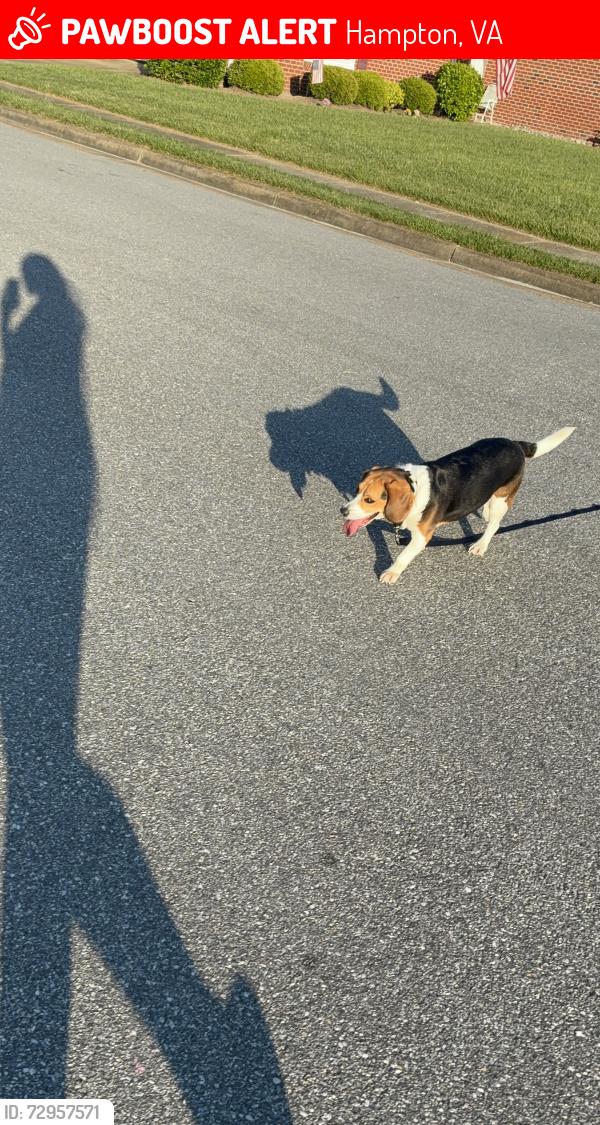 Lost Female Dog last seen Foxhill, willow oaks , Hampton, VA 23669