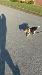 Lost Female Dog last seen Foxhill, willow oaks , Hampton, VA 23669
