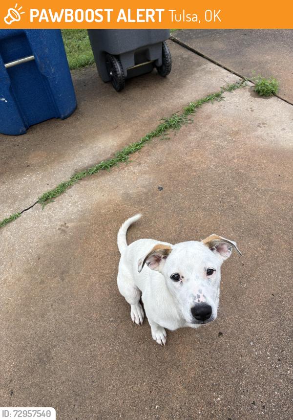 Found/Stray Female Dog last seen S31w and 46th, Tulsa, OK 74103