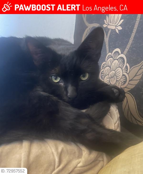 Lost Male Cat last seen 6th and Curson, Los Angeles, CA 90036
