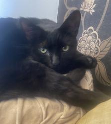 Lost Male Cat last seen 6th and Curson, Los Angeles, CA 90036