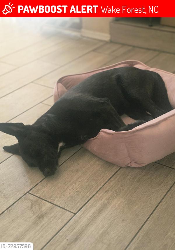 Lost Female Dog last seen Retail drive, Wake Forest, NC 27587