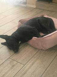 Lost Female Dog last seen Retail drive, Wake Forest, NC 27587