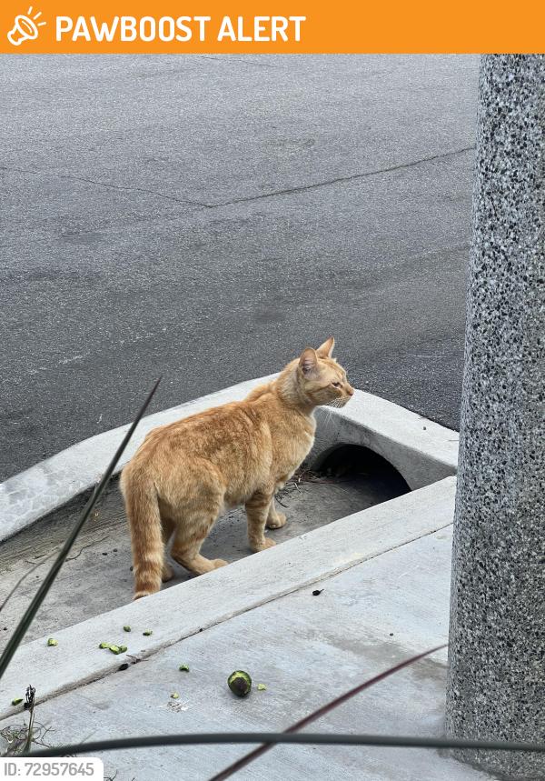 Found/Stray Unknown Cat last seen California and Elmira, Huntington Beach, CA 92648