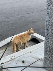 Found/Stray Unknown Cat last seen California and Elmira, Huntington Beach, CA 92648