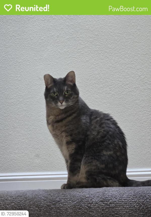 Reunited Female Cat last seen Cipriani, Belmont, CA 94002