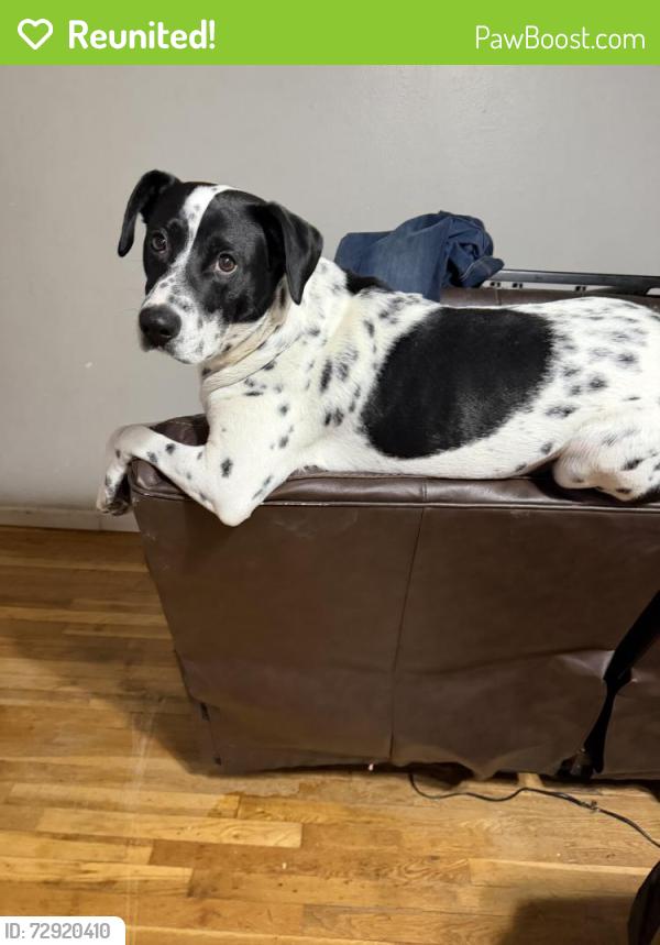 Reunited Male Dog last seen 24th and grand, Amarillo, TX 79107