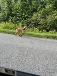Found/Stray Unknown Dog last seen Deer run, Rockdale County, GA 30094
