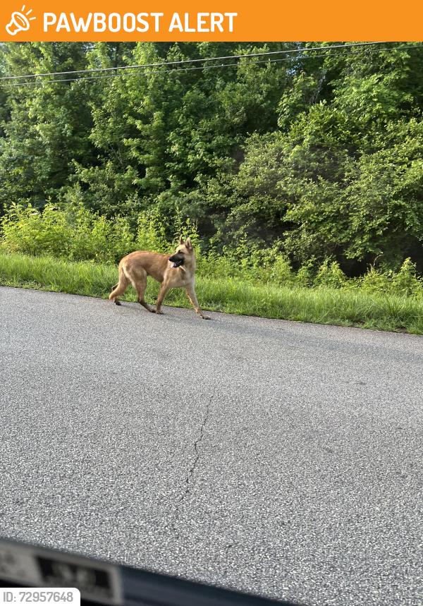 Found/Stray Unknown Dog last seen Deer run, Rockdale County, GA 30094