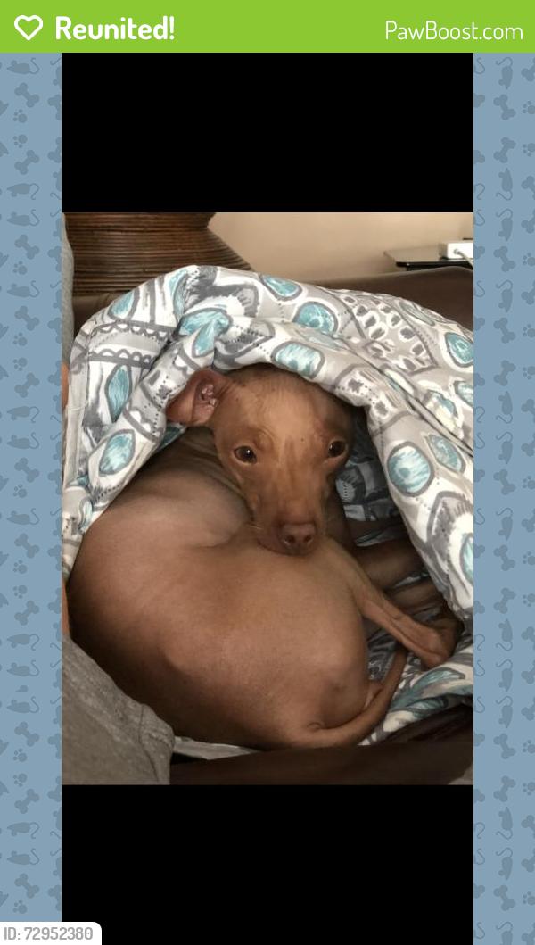 Reunited Female Dog last seen 78th St, Queens, NY, USA, Queens, NY 11379