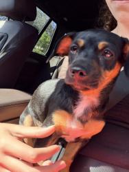 Found/Stray Female Dog last seen Temple and Boylston, Los Angeles, CA 90026
