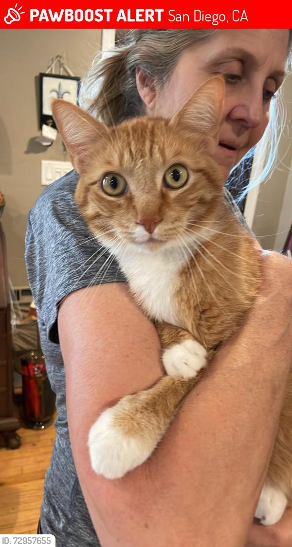 Lost Male Cat last seen Escaped from home on Shamrock St. , San Diego, CA 92105