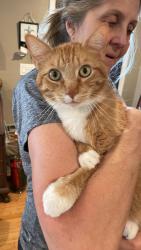 Lost Male Cat last seen Escaped from home on Shamrock St. , San Diego, CA 92105