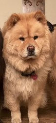 Reunited Female Dog last seen Stillwell Lane, Syosset, NY 11791
