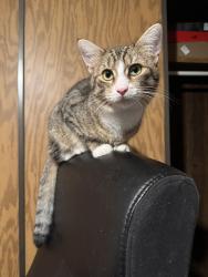 Lost Male Cat last seen Park Dr and Blytheburn Rd, Mountain Top, PA 18707